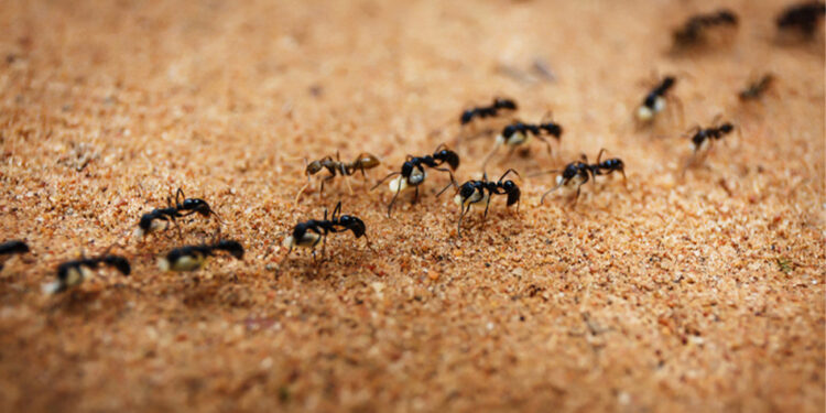 Μυρμήγκια στη γλάστρα: Αυτό είναι το μπαχαρικό που θα απομακρύνει τα ενοχλητικά έντομα από τα φυτά