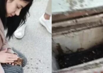 Συγκινητικό βίντεο: Νοσηλεύτρια επαναφέρει με μαλάξεις γατάκι που είχε πέσει σε φρεάτιο