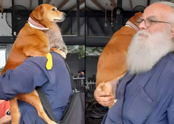 Δεν κοστίζει να είσαι άνθρωπος: Παπάς κουβαλάει στα χέρια μια σκυλίτσα που έχει πρόβλημα με τη μέση της