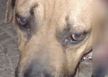 Αποτρόπαιο: Έδεσε σκύλο στο αυτοκίνητό του και τον έσερνε στο δρόμο – Δείτε φωτογραφίες