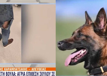 Σκύλος πασίγνωστου αθλητή κατασπάραξε περαστικό έξω από καφέ – Είχε επιτεθεί ξανά σε 13χρονο