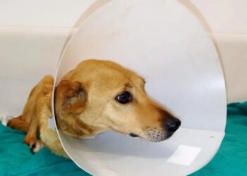 Κρήτη: Πυροβόλησαν σκύλο και του έσπασαν τα κόκκαλα – Οι γιατροί το ακρωτηρίασαν για να το σώσουν