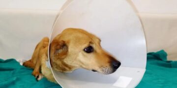 Κρήτη: Πυροβόλησαν σκύλο και του έσπασαν τα κόκκαλα – Οι γιατροί το ακρωτηρίασαν για να το σώσουν