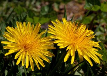 Αν έχεις αυτά τα φυτά θα γλιτώσεις από τα κουνούπια για όλο το καλοκαίρι
