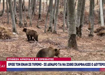 «Του όρμηξε η αρκούδα και εκείνος έπεσε στη χαράδρα» – Τα πρώτα λόγια του ορειβάτη που σκαρφάλωσε σε δέντρο για να σωθεί, αγνοείται ο δεύτερος