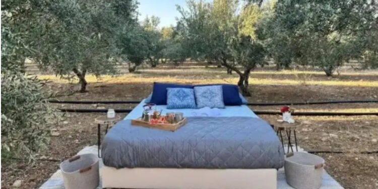 Νοικιάζουν κρεβάτι μέσα στις… ελιές από 106 έως 126 ευρώ το βράδυ – Οι δραστηριότητες και οι τιμές τους