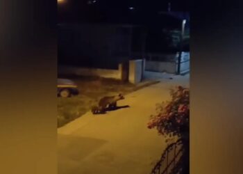Alldaynews.gr Κοζάνη: Αρκούδα κάνει βόλτα με το μικρό της μέσα σε σπίτια