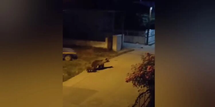 Alldaynews.gr Κοζάνη: Αρκούδα κάνει βόλτα με το μικρό της μέσα σε σπίτια