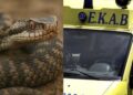 Οχιά δάγκωσε 40χρονο ενώ εργαζόταν σε χωράφι – Νοσηλεύεται στην εντατική