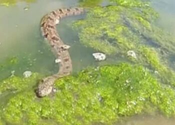 Είδε ένα φίδι στο νερό και άρχισε να το βιντεοσκοπεί – Θα μείνετε…άφωνοι μόλις δείτε αυτό που κατέγραψε στην κάμερα