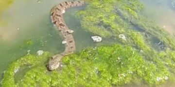 Είδε ένα φίδι στο νερό και άρχισε να το βιντεοσκοπεί – Θα μείνετε…άφωνοι μόλις δείτε αυτό που κατέγραψε στην κάμερα