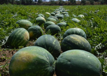 Οικονομική καταστροφή: Ο λόγος που σαπίζουν φέτος τα καρπούζια σε χωράφια και νταλίκες