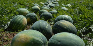 Alldaynews.gr Οικονομική καταστροφή: Ο λόγος που σαπίζουν φέτος τα καρπούζια σε χωράφια και νταλίκες