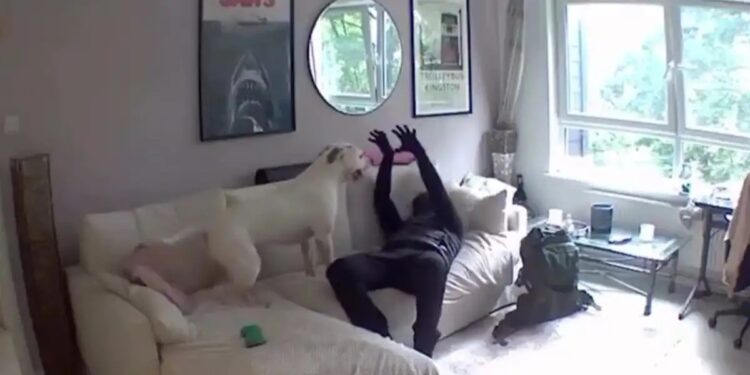 Alldaynews.gr Ο χειρότερος σκύλος «φύλακας»: Διαρρήκτης παίζει με ένα λαμπραντόρ την ώρα που ληστεύει το σπίτι – Δείτε βίντεο