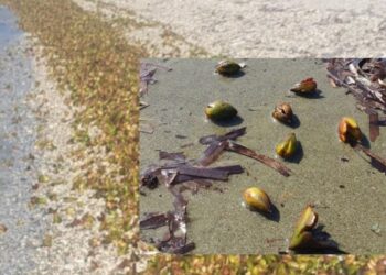 Βρέθηκαν παράξενοι καρποί σε ελληνικές παραλίες – Τι κρύβει αυτό το θαλάσσιο μυστήριο;