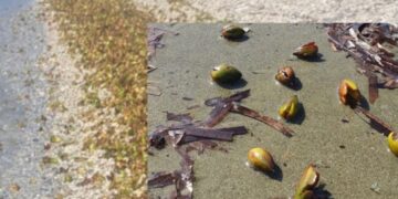 Βρέθηκαν παράξενοι καρποί σε ελληνικές παραλίες – Τι κρύβει αυτό το θαλάσσιο μυστήριο;