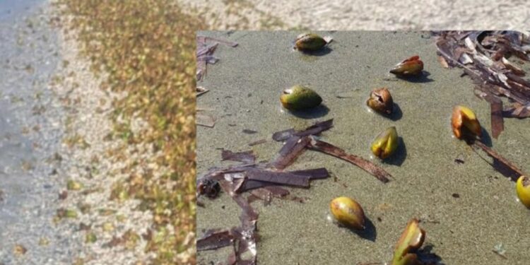 Βρέθηκαν παράξενοι καρποί σε ελληνικές παραλίες – Τι κρύβει αυτό το θαλάσσιο μυστήριο;