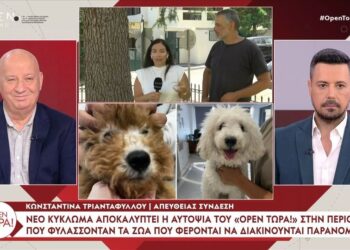 Αγόρασε μικρόσωμο καφέ σκυλάκι, αλλά… ξέβαψε και πήρε 15 κιλά