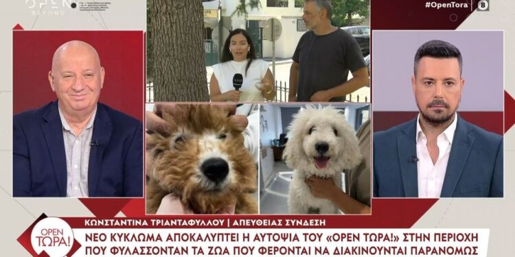 Alldaynews.gr Αγόρασε μικρόσωμο καφέ σκυλάκι, αλλά… ξέβαψε και πήρε 15 κιλά