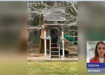 Alldaynews.gr Επίθεση αρκούδας σε ορειβάτες: Έριξε τον ένα σε γκρεμό και ο δεύτερος σκαρφάλωσε σε δέντρο – Επιχείρηση διάσωσης