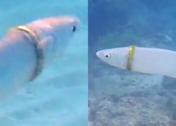 Τύπος έχασε την βέρα του αξίας 1000 ευρώ στην θάλασσα! 2 μήνες μετά ένας δύτης την βρήκε σφηνωμένη σ’ ένα ψάρι!