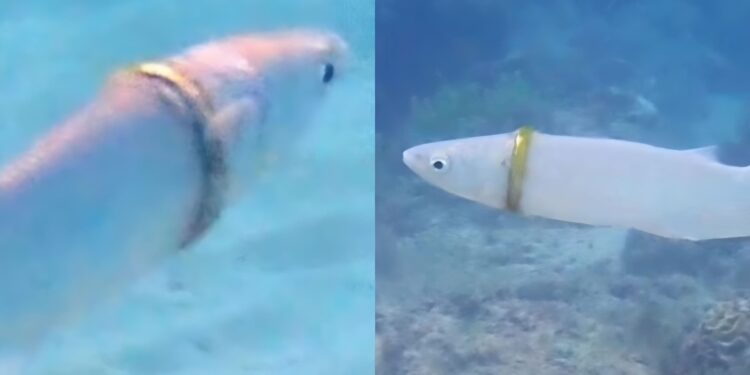 Τύπος έχασε την βέρα του αξίας 1000 ευρώ στην θάλασσα! 2 μήνες μετά ένας δύτης την βρήκε σφηνωμένη σ’ ένα ψάρι!