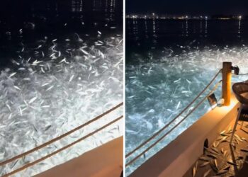 «Τρελάθηκαν» τα ψάρια στον Αμβρακικό: Ξεπηδούν έξω από το νερό (video)