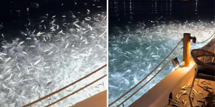 Alldaynews.gr «Τρελάθηκαν» τα ψάρια στον Αμβρακικό: Ξεπηδούν έξω από το νερό (video)