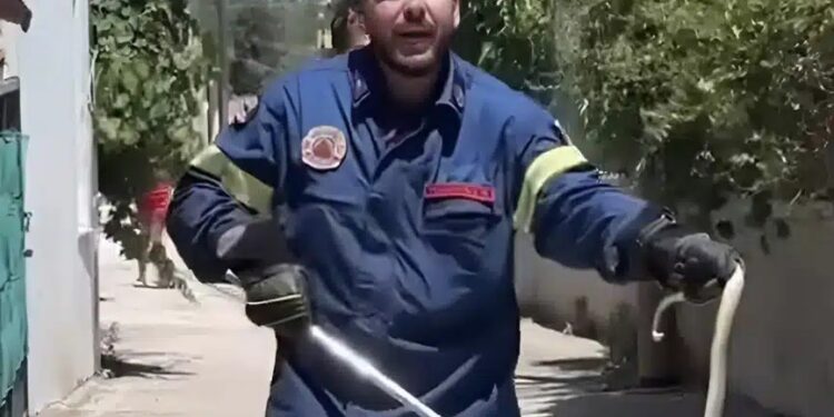Alldaynews.gr Viral πυροσβέστης πιάνει φίδι με σκούπα και ζητάει ένα «τσβαλ» να το βάλει μέσα
