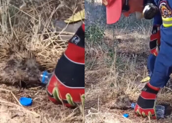 Συγκινητικό βίντεο: Πυροσβέστης σώζει σκαντζοχοιράκι από τη φωτιά και του δίνει νερό