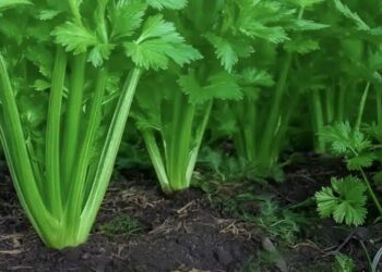 To φυτό που καθαρίζει το αίμα, το δέρμα, τα νεφρά, το συκώτι και το πάγκρεας