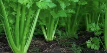 To φυτό που καθαρίζει το αίμα, το δέρμα, τα νεφρά, το συκώτι και το πάγκρεας