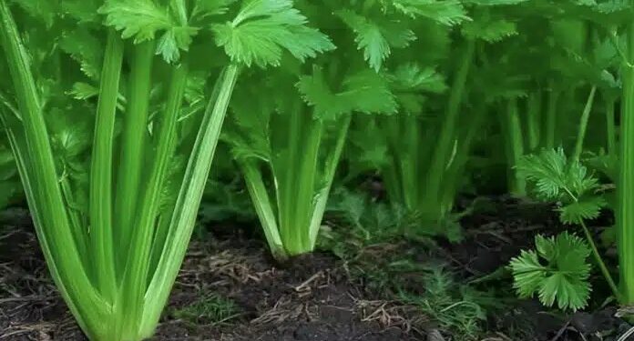 To φυτό που καθαρίζει το αίμα, το δέρμα, τα νεφρά, το συκώτι και το πάγκρεας