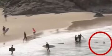 Ήρωας διασώστης γρονθοκοπεί καρχαρία για να σώσει 16χρονο – Καρέ καρέ η επίθεση