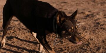 Περπατούσε στη γειτονιά και τον κατασπάραξε ο σκύλος: Τραγικά νέα για 13χρονο, εξαφανίστηκε ο ιδιοκτήτης του