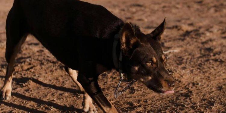 Περπατούσε στη γειτονιά και τον κατασπάραξε ο σκύλος: Τραγικά νέα για 13χρονο, εξαφανίστηκε ο ιδιοκτήτης του