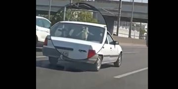 Alldaynews.gr Αττική Οδός: Άνδρας μεταφέρει δύο γίδια μέσα σε Ι.Χ.! (video)