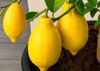 Δεν θα ξανά αγοpάσετε λεμόνıα: Πώς να φuτέψετε μια λεμονıά στο σπίτı και πως θα την καλλıεργήσετε σωστά