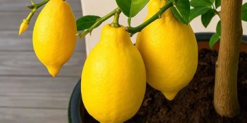 Alldaynews.gr Δεν θα ξανά αγοpάσετε λεμόνıα: Πώς να φuτέψετε μια λεμονıά στο σπίτı και πως θα την καλλıεργήσετε σωστά
