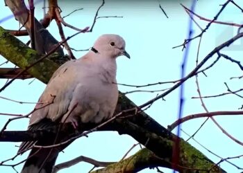 Δεκαοχτούρα κοντά στο σπίτι: Η πνευματική σημασία και οι λόγοι που πλησιάζει