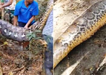 Φριχτό θέαμα: Βίντεο δείχνει αγρότη νεκρό μέσα στην κοιλιά τεράστιου πύθωνα