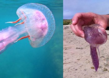 Σε έξαρση οι μωβ μέδουσες στις ελληνικές παραλίες – Χάρτης με τις πιο «επικίνδυνες» θάλασσες