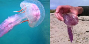 Σε έξαρση οι μωβ μέδουσες στις ελληνικές παραλίες – Χάρτης με τις πιο «επικίνδυνες» θάλασσες