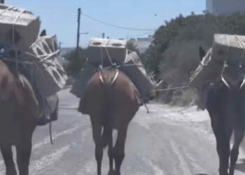 Alldaynews.gr Λίγη ντροπή δεν βλάπτει: Μουλάρια κουβαλούν τσιμεντόλιθους μέσα στον καύσωνα στη Σαντορίνη