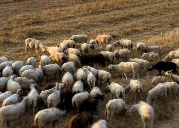 Φρικτός θάνατος για 27 πρόβατα σε ελληνικό νησί – Τα άφησαν να πεθάνουν από τη δίψα