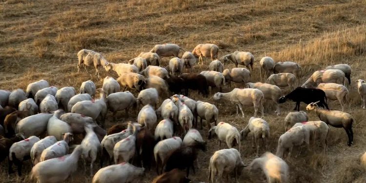 Alldaynews.gr Φρικτός θάνατος για 27 πρόβατα σε ελληνικό νησί – Τα άφησαν να πεθάνουν από τη δίψα