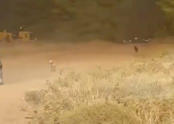 Συγκλονίζει βίντεο με σκυλάκια να τρέχουν να σωθούν από τη φωτιά