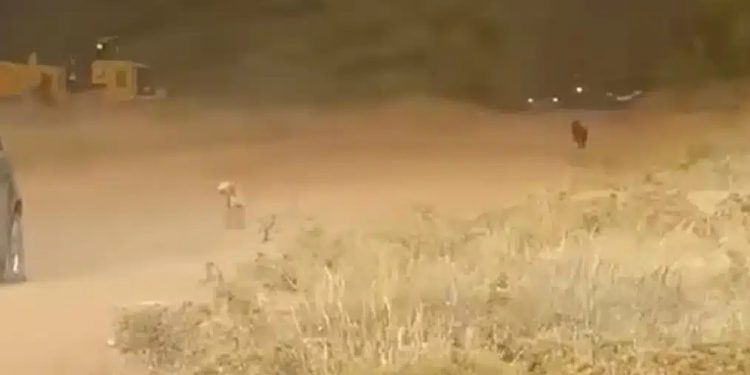 Alldaynews.gr Συγκλονίζει βίντεο με σκυλάκια να τρέχουν να σωθούν από τη φωτιά