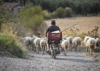 Alldaynews.gr ΟΠΕΚΕΠΕ: Δεν πήραν αποζημιώσεις για καμένα βοσκοτόπια στην Χίο γιατί ήταν δηλωμένα από Κρητικούς – Στους δρόμους οι αγρότες για το σκάνδαλο