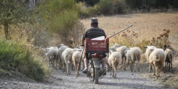 Alldaynews.gr ΟΠΕΚΕΠΕ: Δεν πήραν αποζημιώσεις για καμένα βοσκοτόπια στην Χίο γιατί ήταν δηλωμένα από Κρητικούς – Στους δρόμους οι αγρότες για το σκάνδαλο